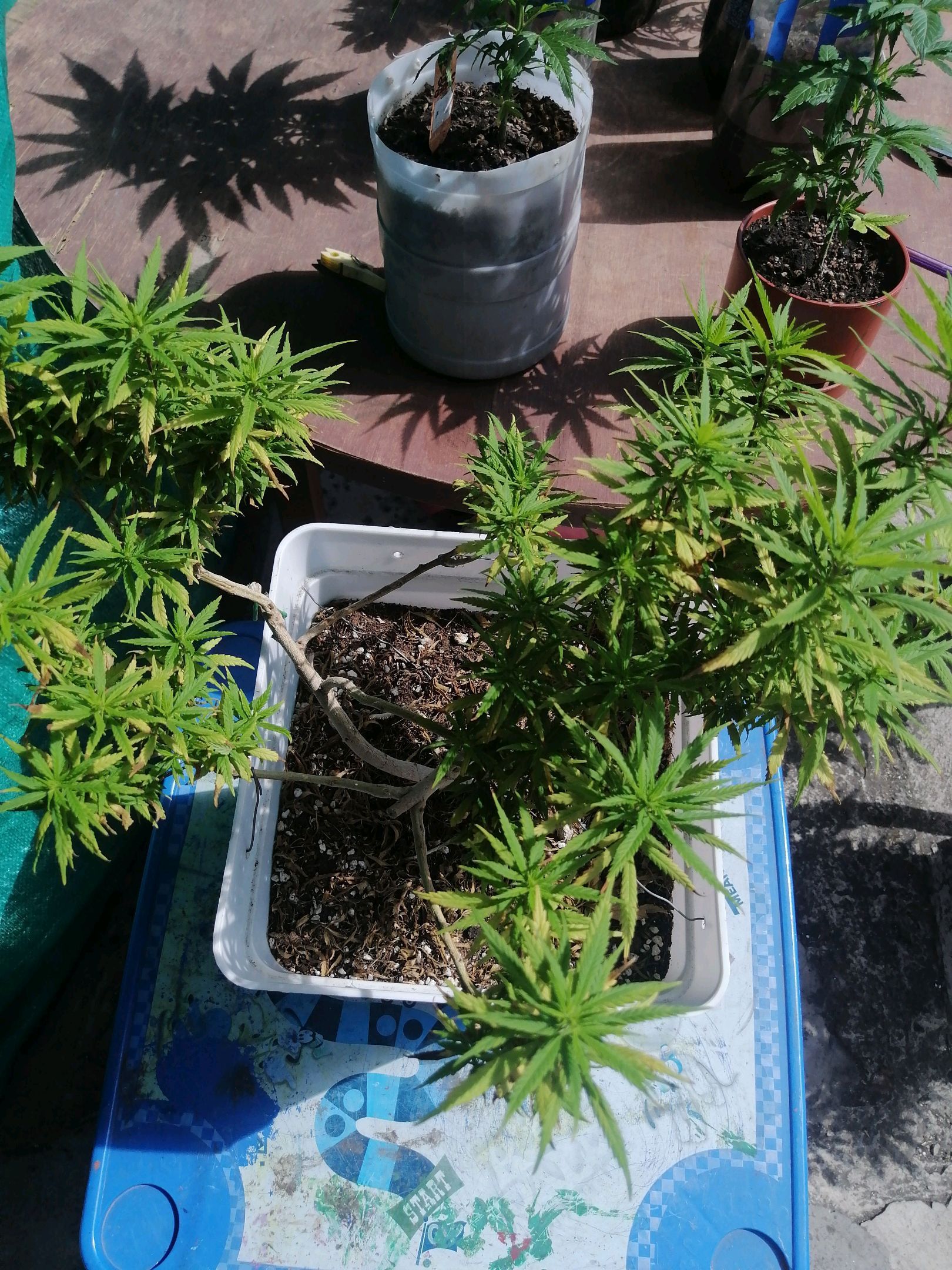 Mango Biche growlog photo 45