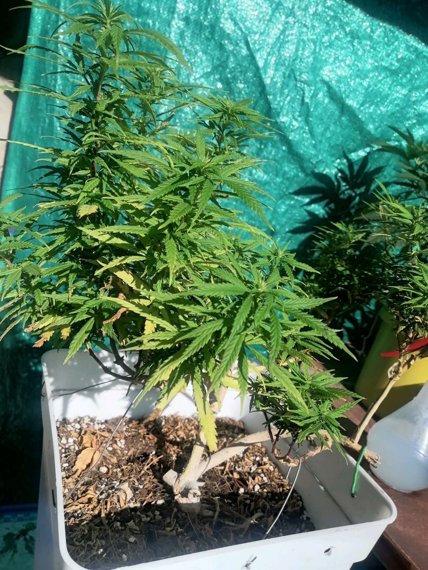 Mango Biche growlog photo 48