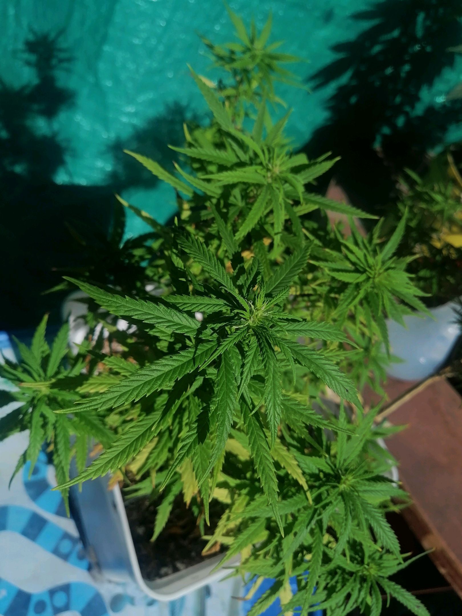 Mango Biche growlog photo 49