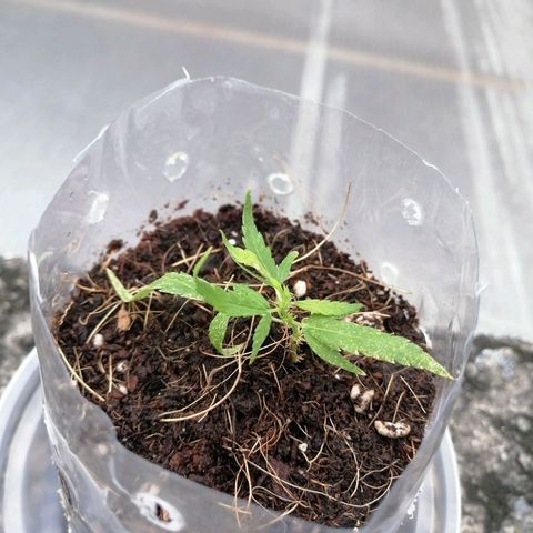 Mango Biche growlog photo