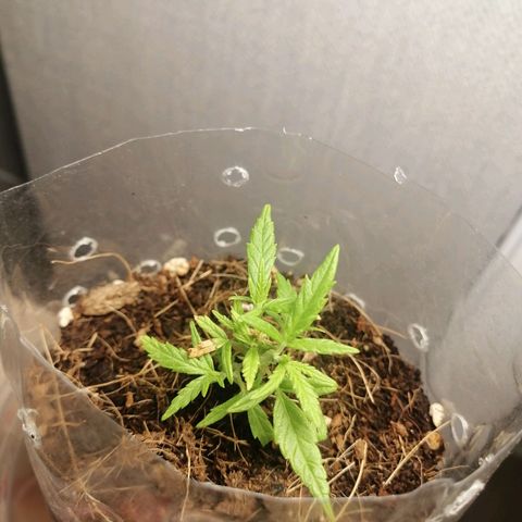 Mango Biche growlog photo