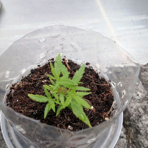 Mango Biche growlog photo: La Niko le boto ayer le regué hoy q vrg
