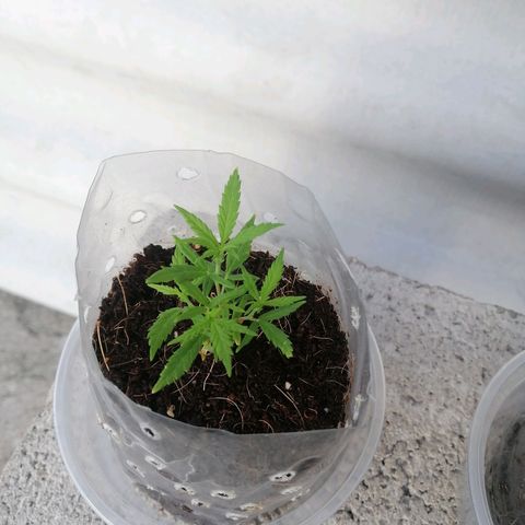 Mango Biche growlog timeline photo
