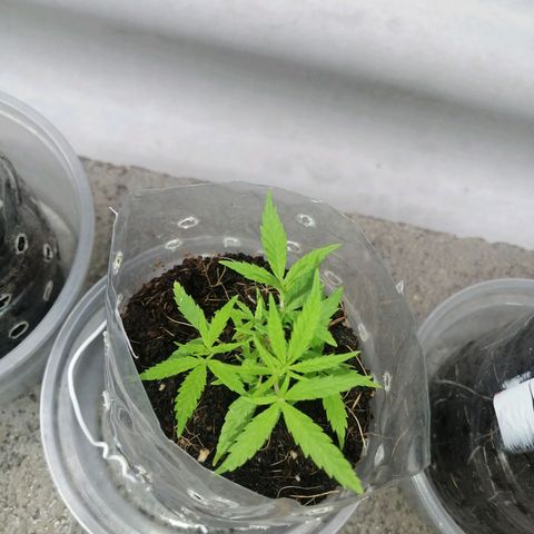 Mango Biche growlog timeline photo