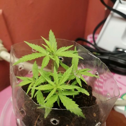Mango Biche growlog timeline photo
