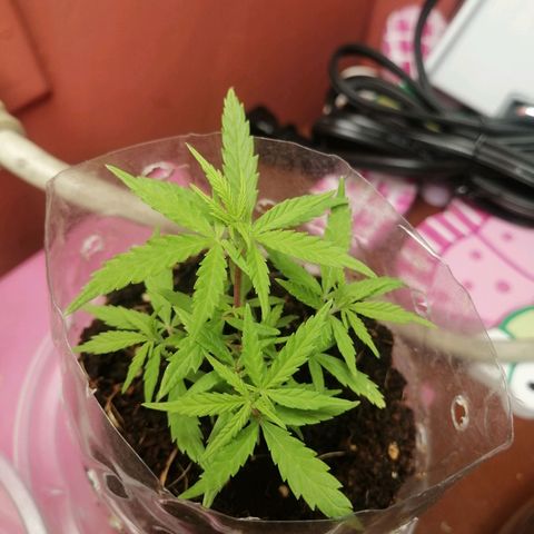 Mango Biche growlog timeline photo
