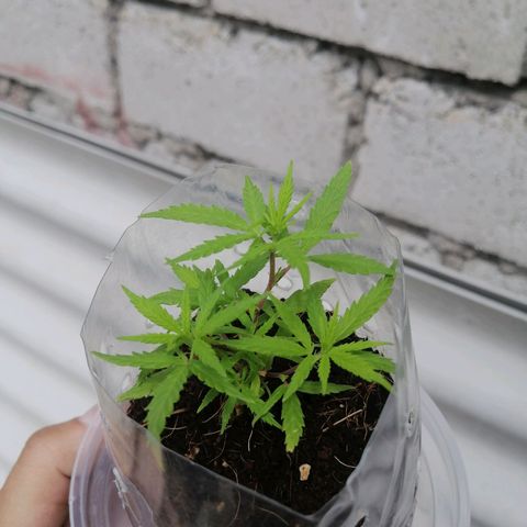 Mango Biche growlog timeline photo