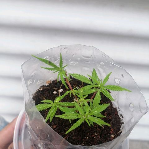 Mango Biche growlog photo: Me saco la pucta al esqueje el tin