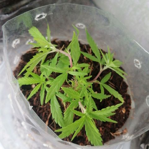 Mango Biche growlog timeline photo