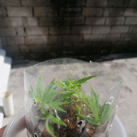 Mango Biche growlog timeline photo