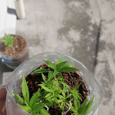 Mango Biche growlog timeline photo
