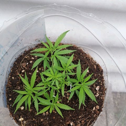 Mango Biche growlog timeline photo