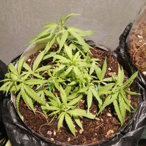 Mango Biche growlog timeline photo