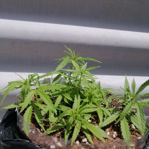 Mango Biche growlog timeline photo