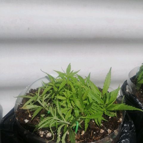 Mango Biche growlog timeline photo