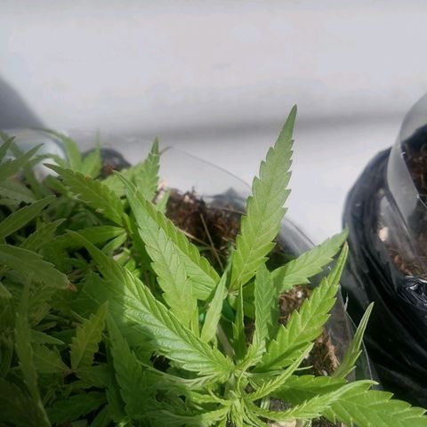 Mango Biche growlog timeline photo
