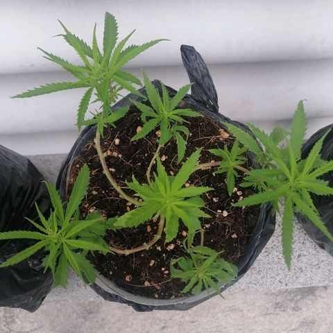 Mango Biche growlog timeline photo