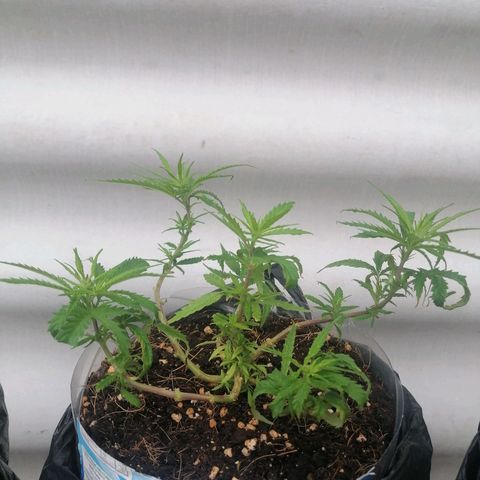 Mango Biche growlog timeline photo