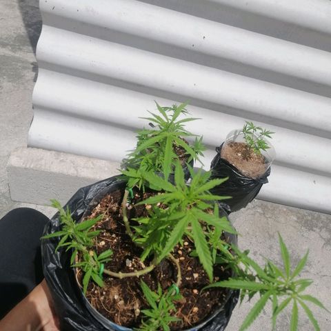 Mango Biche growlog timeline photo