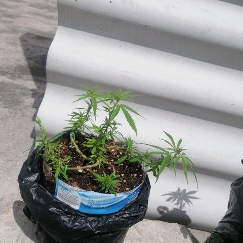 Mango Biche growlog timeline photo