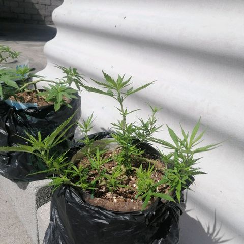 Mango Biche growlog timeline photo
