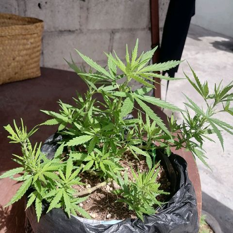 Mango Biche growlog timeline photo