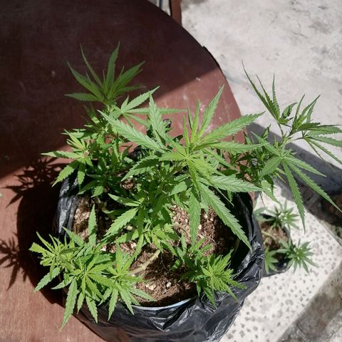 Mango Biche growlog timeline photo