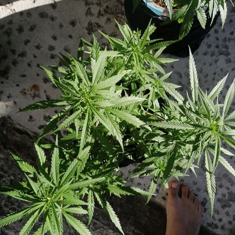 Mango Biche growlog timeline photo