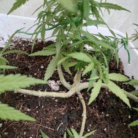 Mango Biche growlog timeline photo