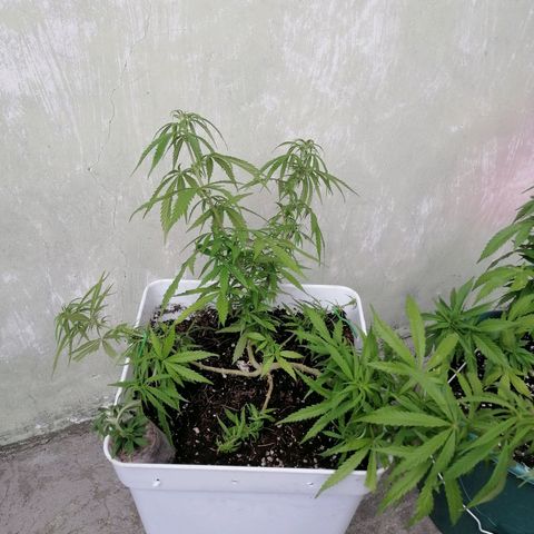 Mango Biche growlog timeline photo