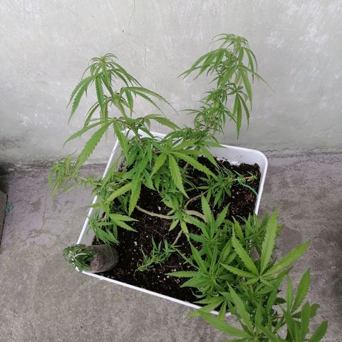 Mango Biche growlog timeline photo