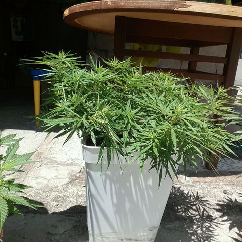 Mango Biche growlog timeline photo
