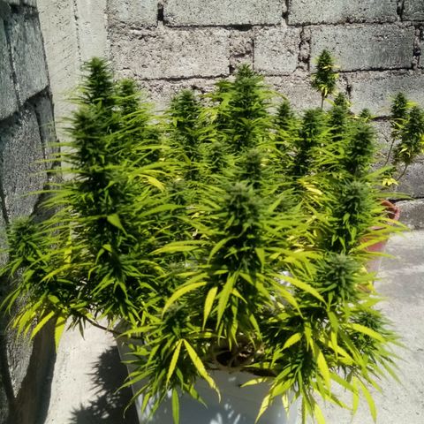 Mango Biche growlog timeline photo