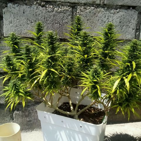 Mango Biche growlog timeline photo