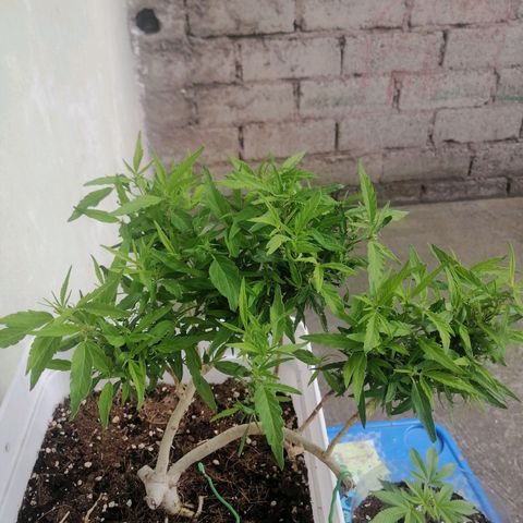 Mango Biche growlog timeline photo