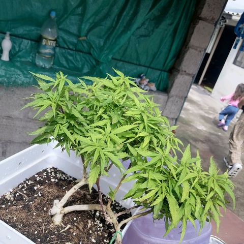 Mango Biche growlog timeline photo