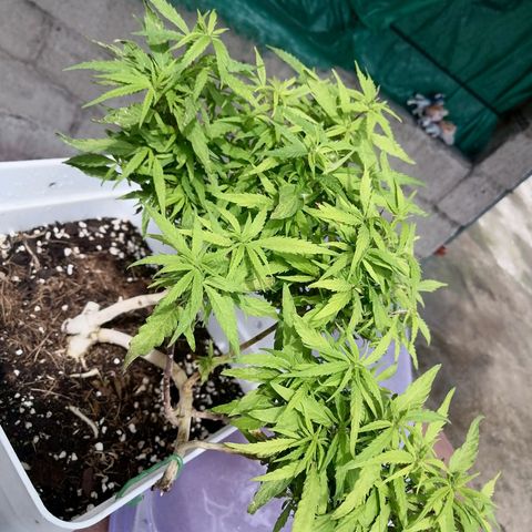 Mango Biche growlog timeline photo