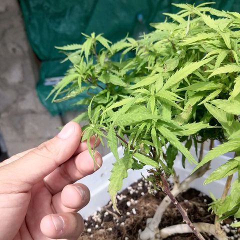 Mango Biche growlog timeline photo