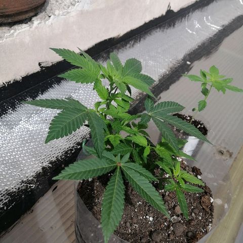 Banana runtz prime  growlog timeline photo