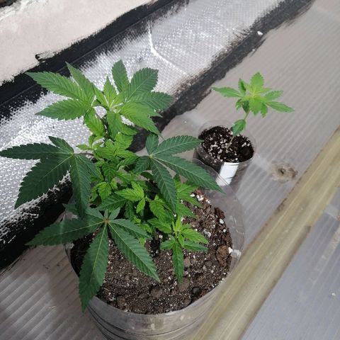 Banana runtz prime  growlog timeline photo