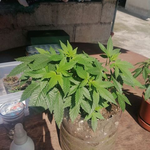Banana runtz prime  growlog timeline photo