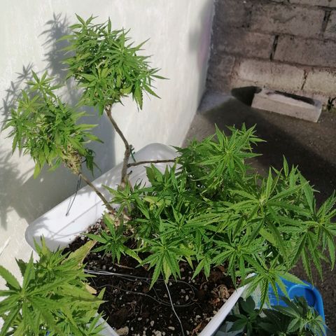 Mango Biche growlog timeline photo