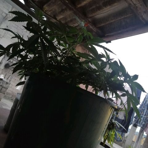 Banana runtz prime  growlog timeline photo