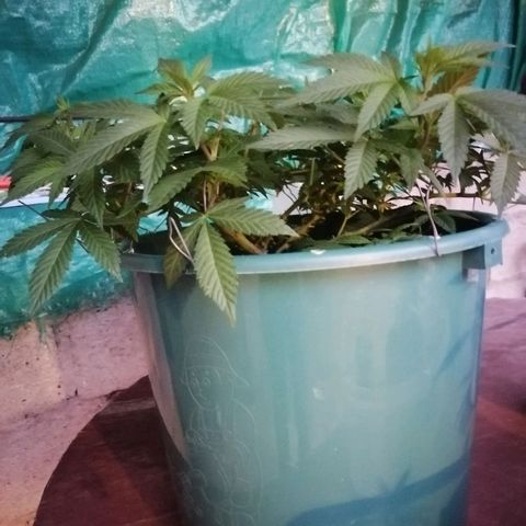 Banana runtz prime  growlog timeline photo