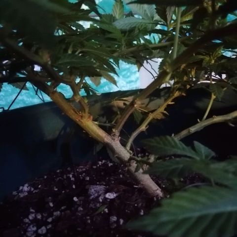 Banana runtz prime  growlog timeline photo