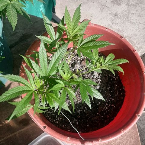 M8 krauser growlog timeline photo