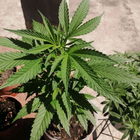 Washing machine gama growlog timeline photo