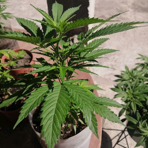 Washing machine gama growlog timeline photo