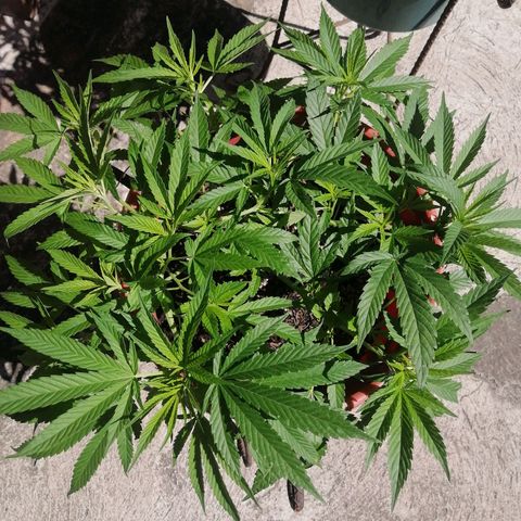 M8 krauser growlog timeline photo