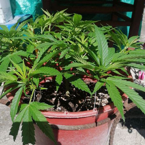 M8 krauser growlog timeline photo